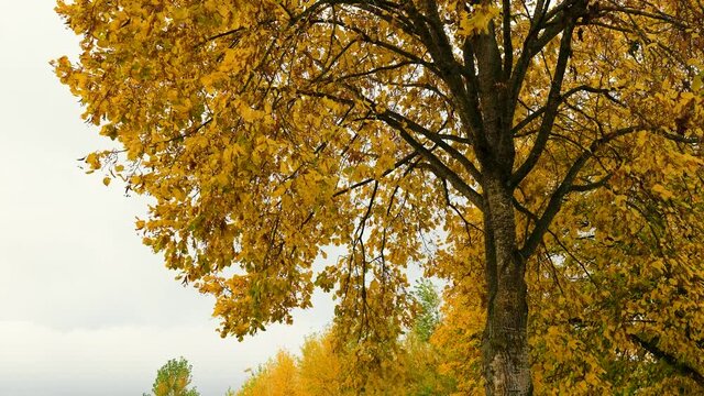 Teilaufnahme eines Laubbaums mit gelben Bl&auml;ttern und herabfallenden gelben Bl&auml;ttern im Herbst bei leichtem Wind