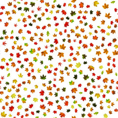 Autumn leaves white seamless pattern background. Colorful maple foliage. Season leaves fall background. Autumn yellow red, orange leaf isolated on white.