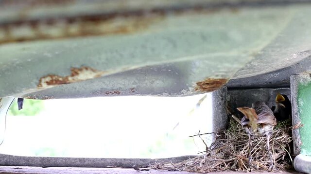 The wagtail bird arrives and feeds its chicks to the nest. Rearing offspring, wildlife, copy space for text