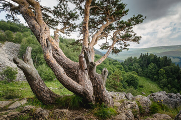 Fototapeta na wymiar Pine tree against the background of mountains, green meadows and forests. Beautiful curves and branches green needles