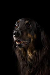 Black hovawart portrait. hovawart femaile dog on black background. black dog close-up portrait for calendar, poster, print cover. selective focus