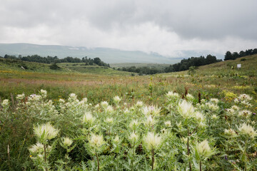 white flowers and grass in a mountain meadow against the backdrop of mountains on a cloudy summer day