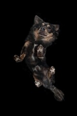 Portrait Hund von unten durch Glasscheibe frisst leckerlies