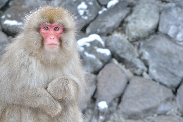 Naklejka premium ニホンザル 雪景色 