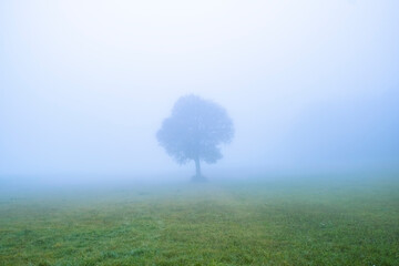 Obraz na płótnie Canvas lonely tree in the mist 