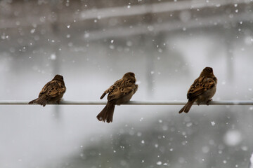 birds on the snow
