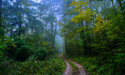 Fototapeta na wymiar autumn forest in the mist 