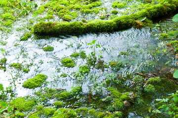 姫川源流湧き水