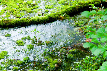 姫川源流湧き水