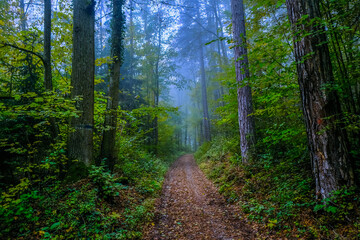 Obraz premium beautiful autumn forest in the mist 