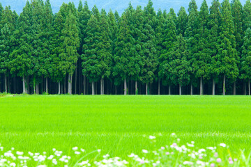 白馬村の田園風景