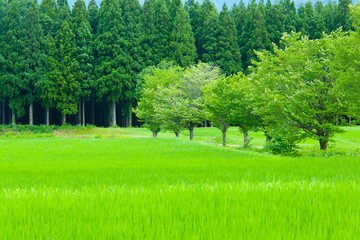白馬村の田園風景