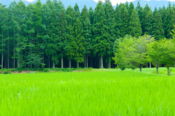 Obraz premium 白馬村の田園風景