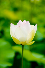 Obraz premium 極楽浄土の蓮の花