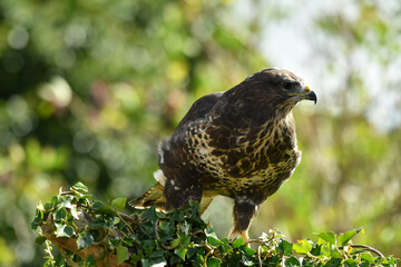 European wild common buzzard