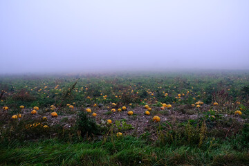Obraz premium pumpkins filed in the mist
