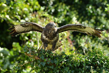 European wild common buzzard