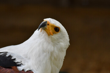 African fish eagle portrait