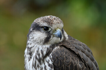 The laggar falcon portrait indian bird of prey