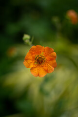 Orange avens, common avens 