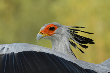 Colorful and beauty Secretary bird portrait