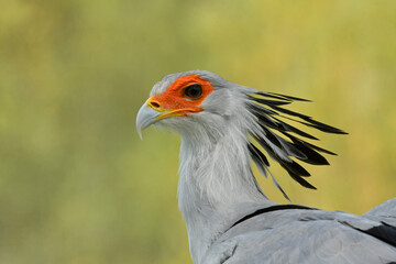 Colorful and beauty Secretary bird portrait