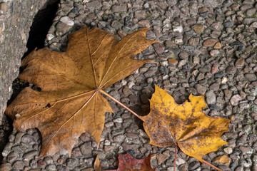 Ahornblatt in Herbstfärbung liegt auf dem Boden