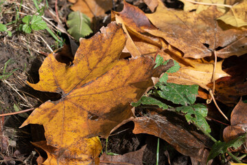 Ahornblatt in Herbstfärbung liegt auf dem Boden