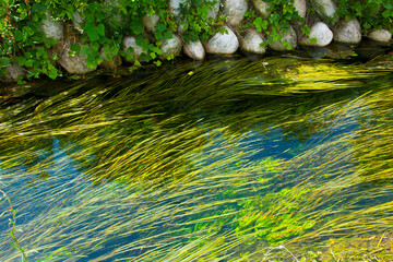 安曇野の雪解け水と水草