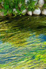 安曇野の雪解け水と水草