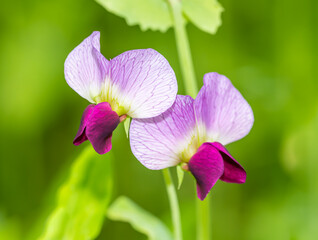 purple field pea flowers (pisum sativum)
