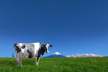 青空と富士山を背景にした高原の牧場で草を食む乳牛1頭
