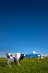 Fototapeta na wymiar 青空と富士山を背景にした高原の牧場で草を食む乳牛数頭