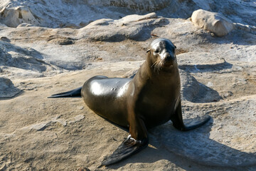 Obraz premium Sea Lions - La Jolla - San Diego