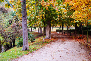 Naklejka premium Scene of the Buen Retiro Park in Madrid during the fall with vibrant colors and the paths covered with fallen leaves