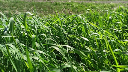 grass