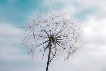 Fototapeta na wymiar Dandelion flower in the blue cloudy sky.