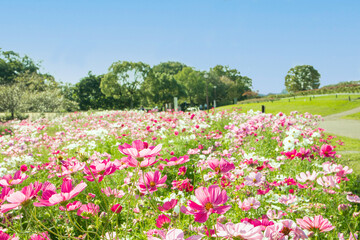 秋の青空とピンクのコスモスの花畑