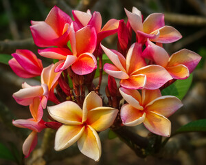 Closeup view of bright orange pink plumeria or frangipani cluster of flowers on natural background