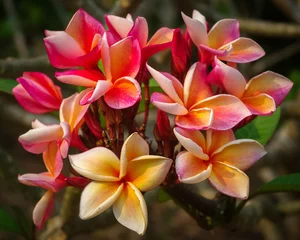 Gordijnen Closeup view of bright orange pink plumeria or frangipani cluster of flowers on natural background © Cyril Redor