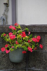 ブロック塀にかけられた植木鉢の赤い花