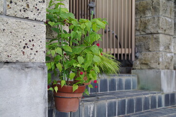 玄関先の植木鉢