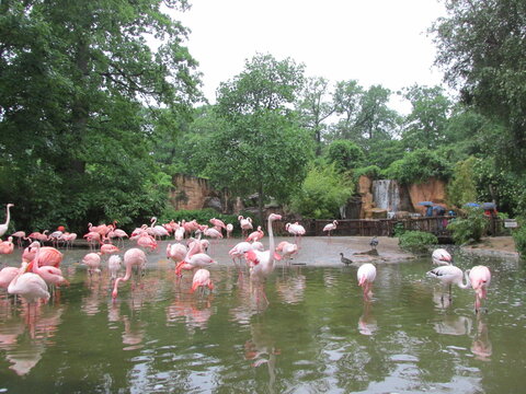 Flamingos im Zoo Leipzig