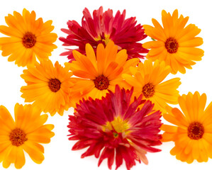 chrysanthemum and calendula flowers on white background