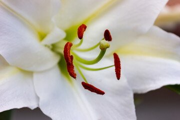 Lily, Lily in the garden cottage, .Large. white lilies.