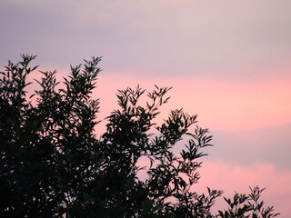 Sunset in the field