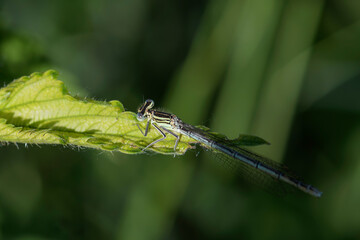 White-legged Damselfly - Platycnemis pennipes, beautiful dragonfly from European reeds, marshes and fresh waters, Morava river, Czech Republic.