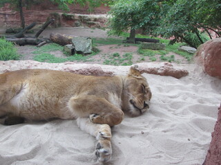Löwin beim Mittagsschlaf im Zoo Leipzig