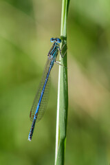 White-legged Damselfly - Platycnemis pennipes, beautiful dragonfly from European reeds, marshes and fresh waters, Morava river, Czech Republic.