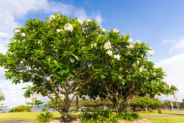 プルメリアの木